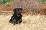 ROTTWEILER 020